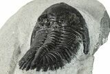 Bargain, Hollardops Trilobite Fossil - Ofaten, Morocco #287453-2